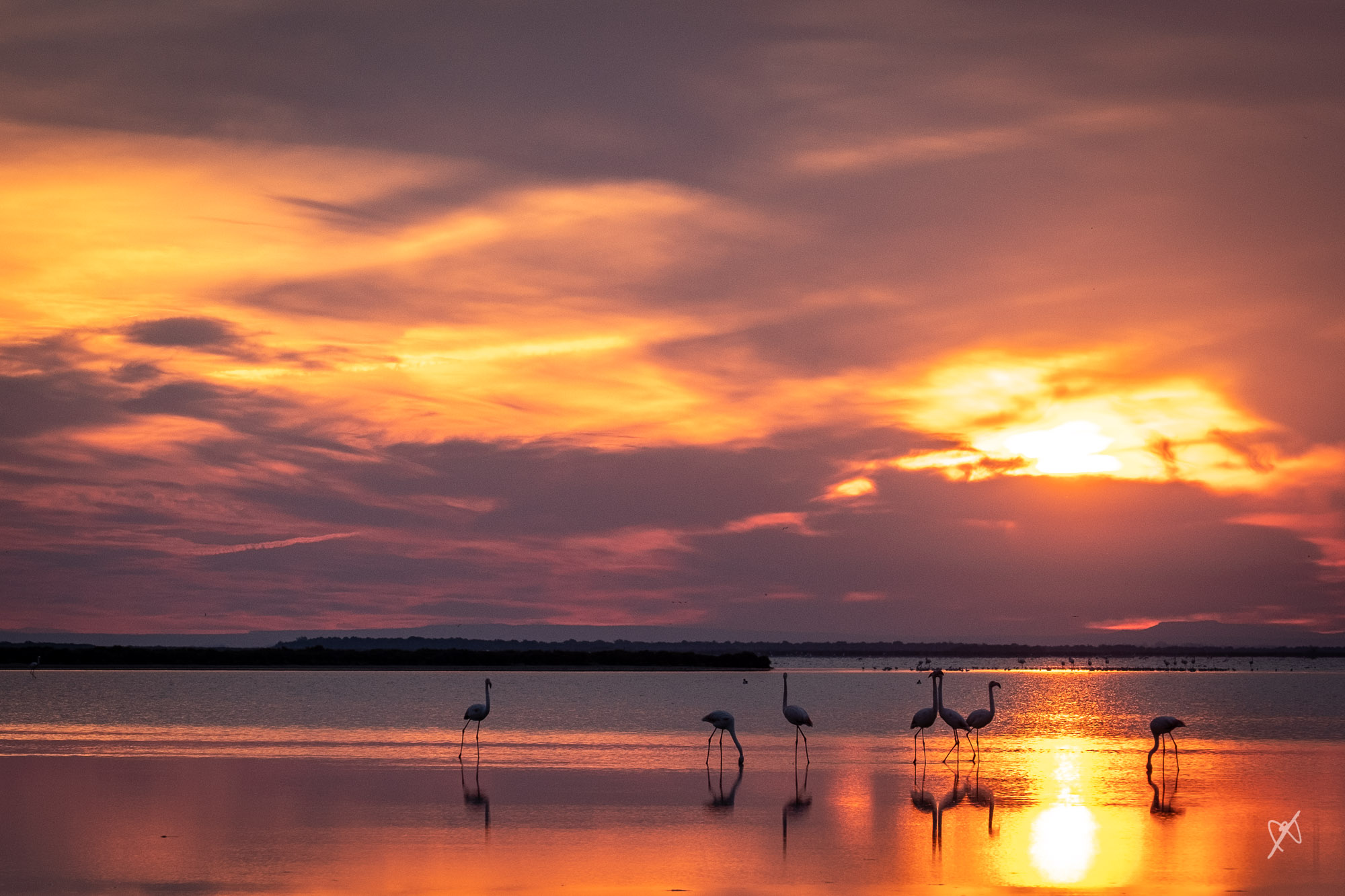 dk 20220406 camargue