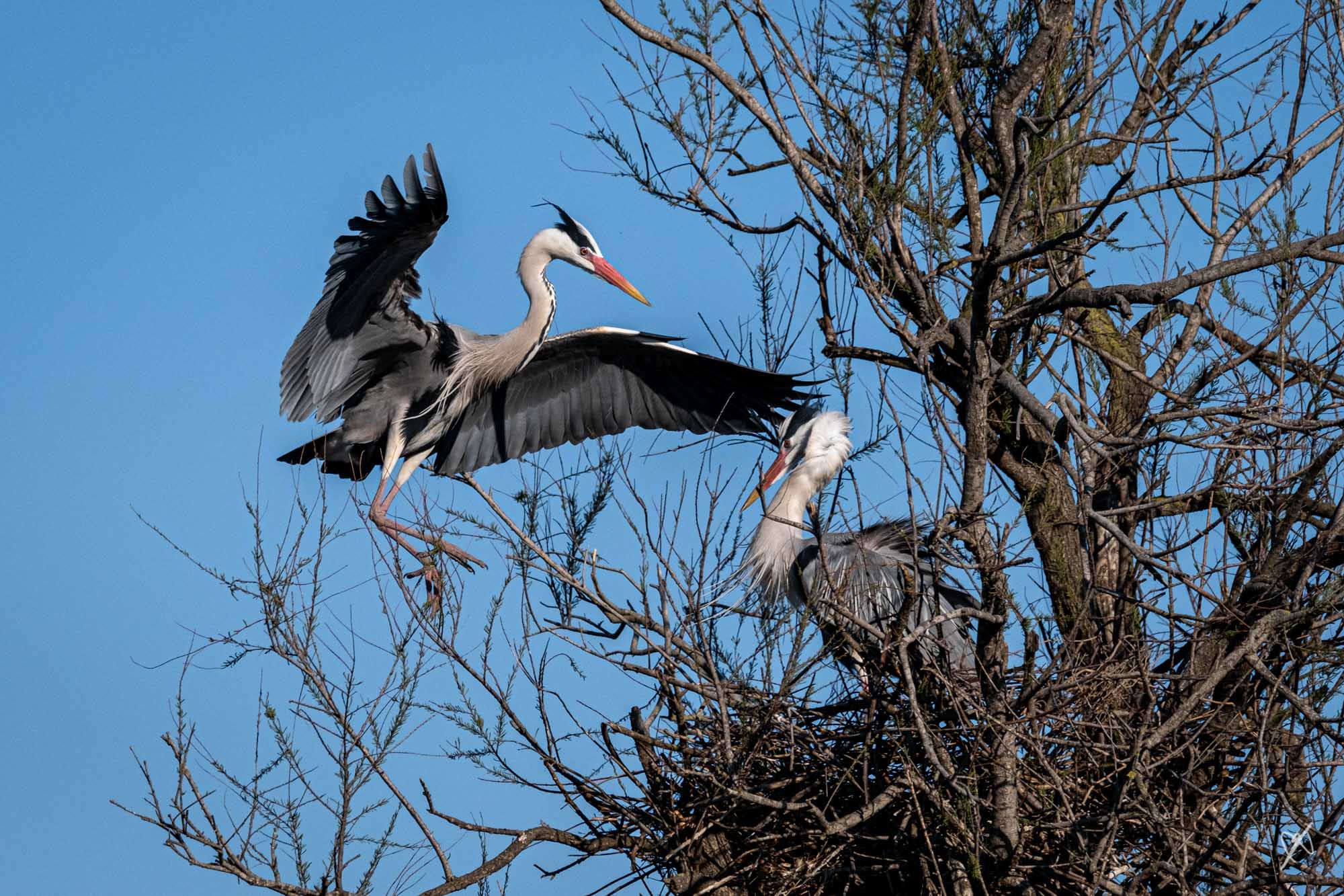 dk 20220404 1970 herons