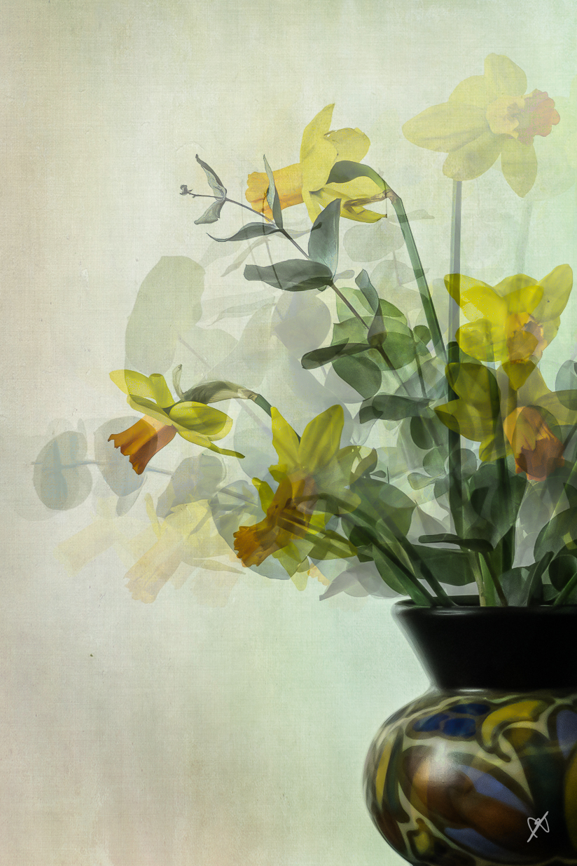 dk daffs eucalypt mouvement 20240314