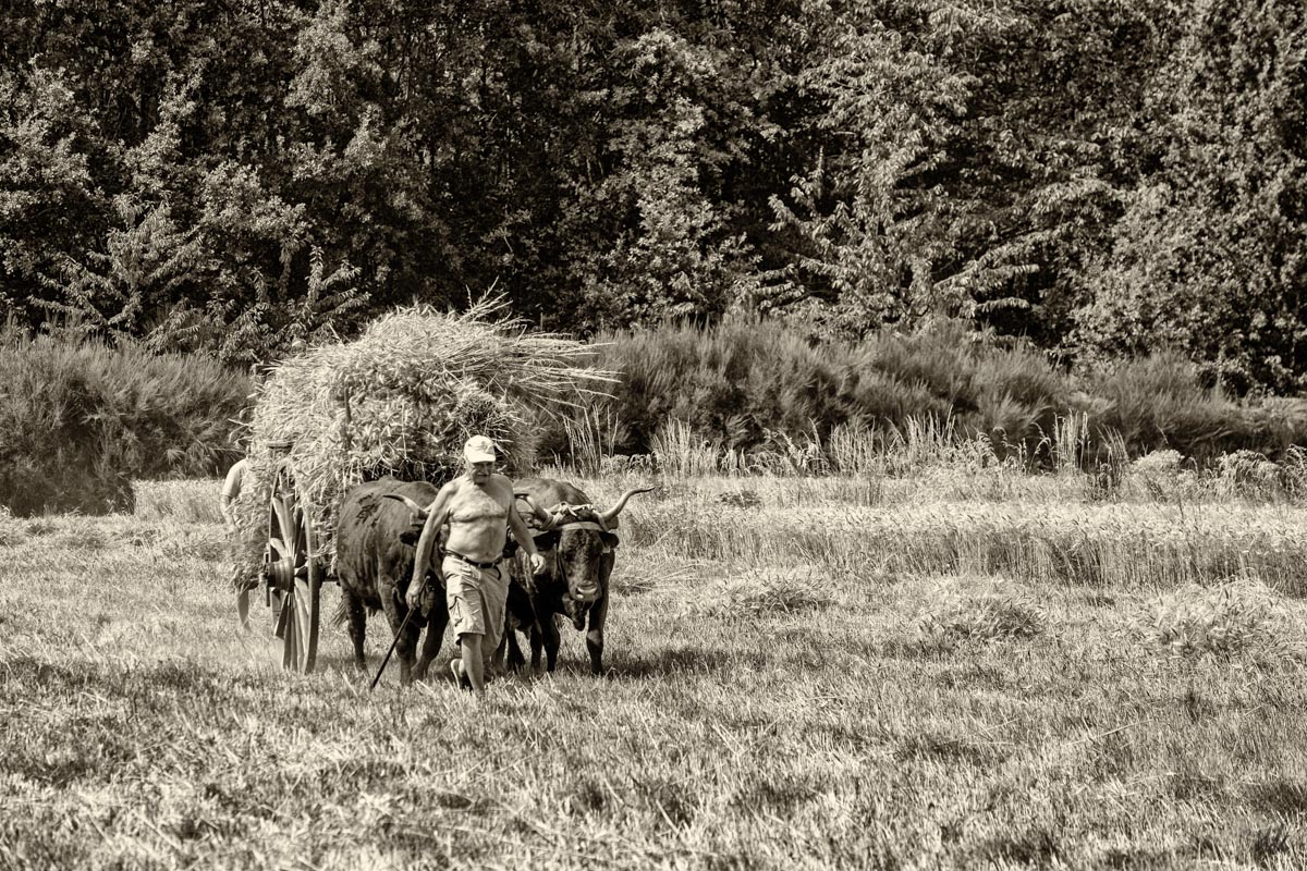 traction animale 6