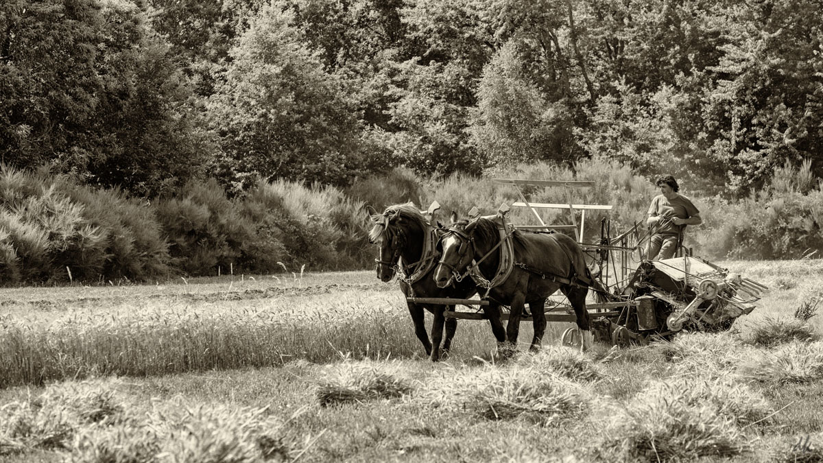 traction animale 2 3